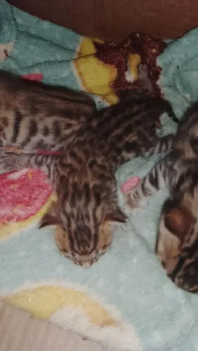 Gato bengal