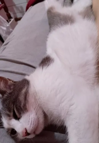 Gato
