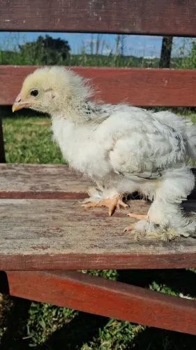 Franguinhos de Galinha Brahma