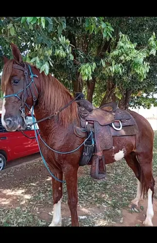 Vendo garanhão mangalarga paulista,top chama no SAP *