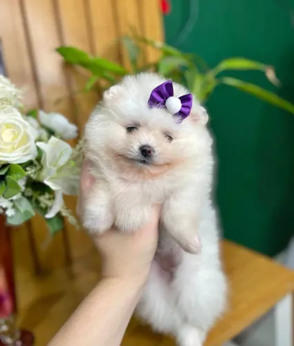 Spitz Alemão Filhotes Brancos Anões.