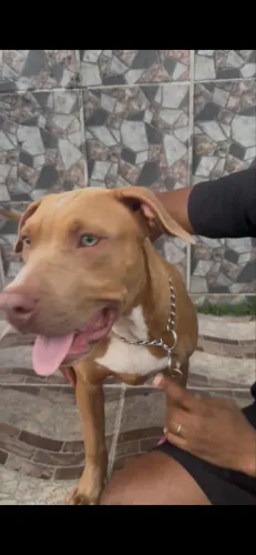 Pitbull