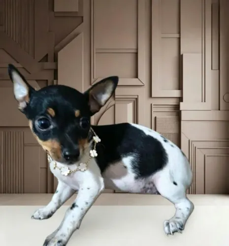Pinscher Fêmea Uma Fofura