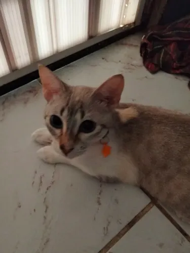 Doação responsável gatinha amorosa mansinha castrada