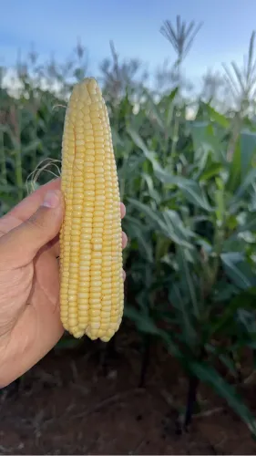 Milho verde para pamonha/bandeja