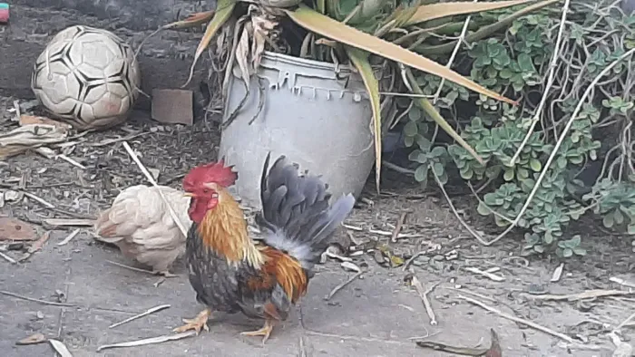 Frango garnize Nagasaki