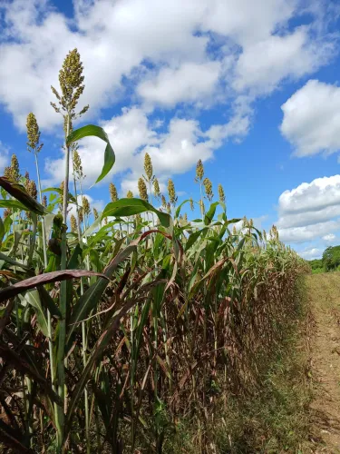 Vendemos silagem de sorgo de qualidade, ensacada para revenda, ou direto para o criador.