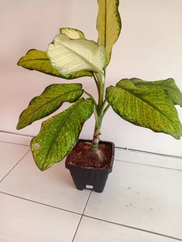 Planta comigo ninguém pode