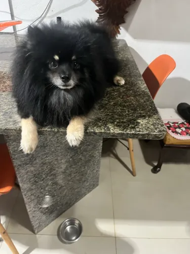 Spitz alemão macho
