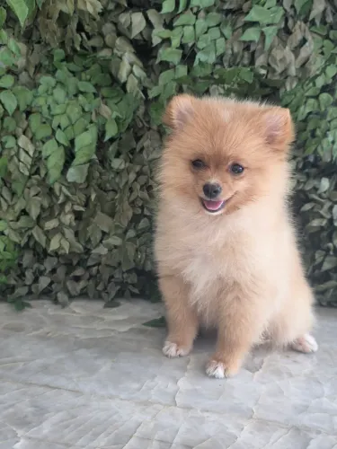 Filhote de Lulu da Pomerânea Fêmea Anã