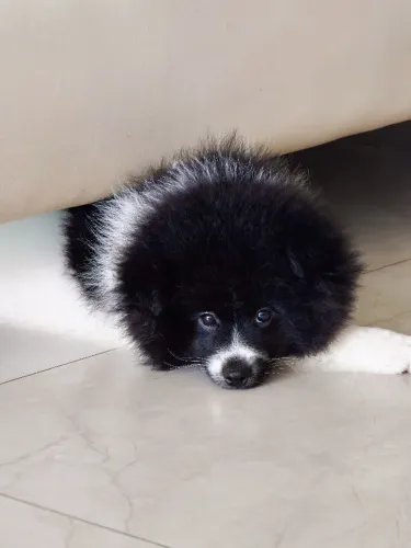 Cachorro 