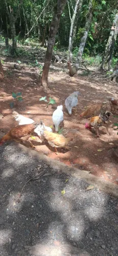 Vendo galinhas