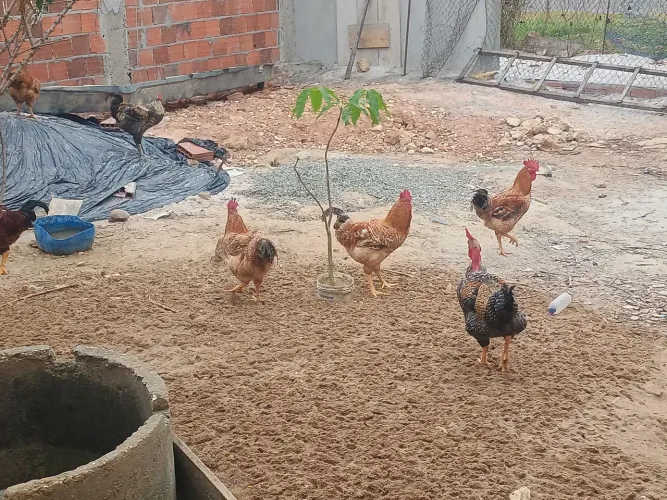 Galinhas e Frangos Caipiras.