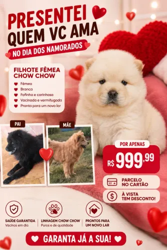 Vendo filhote chow chow femia 