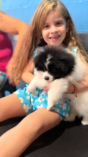 Spitz alemão 