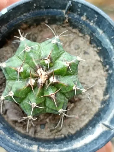 Cacto Giminocalicium Mihanovich