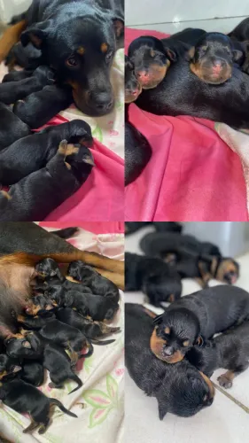 cachorros filhotes rotwailer