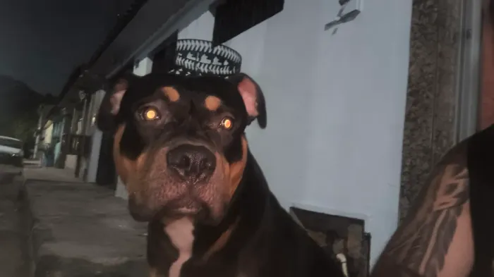Vendo filhote de Pit monster 7 meses vacinado, super dócil é muito apegado a criança. 