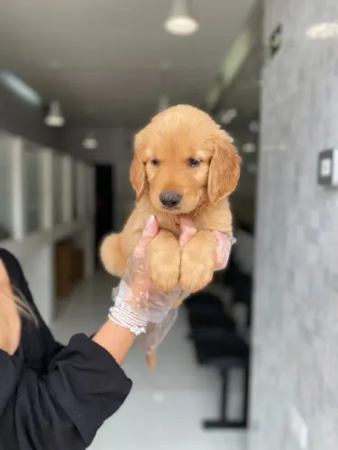 Golden Retriever: O Sorriso que Sua Casa Merece