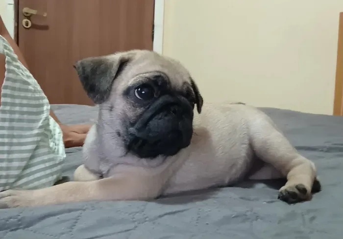 Pug filhote fêmea 50dias