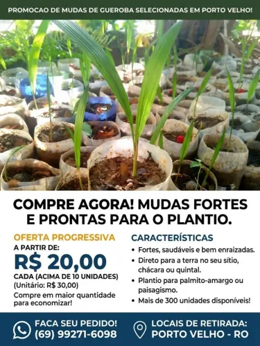 Mudas de gueroba selecionadas