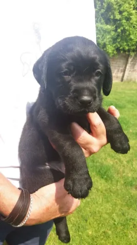 Labrador Retriever,Labrador Retriever Filhote Pronto Para Novo Lar