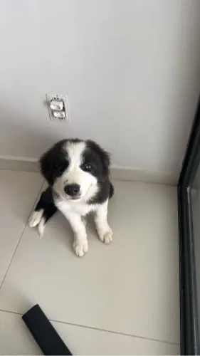 Vendo filhote de Border Collie
