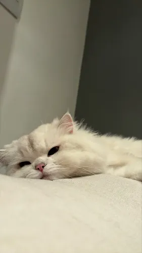Gato British longhair