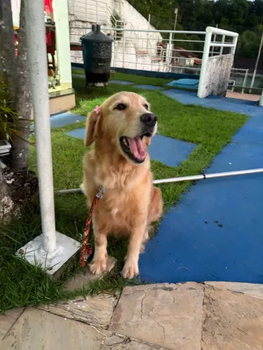 Proucuro golden retrivier macho para cruzar 