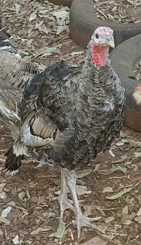 Vendo ou troco peru