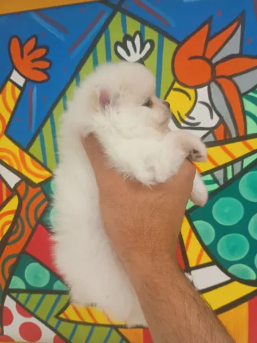 Spitz Alemão fêmea