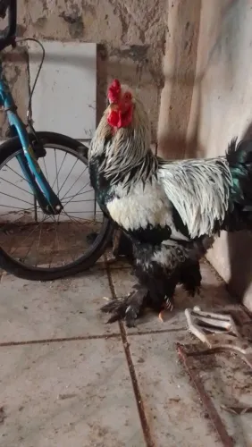 Vendo galo Brahma