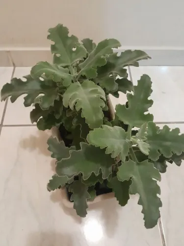 Planta com mais de 5 anos de cultivo