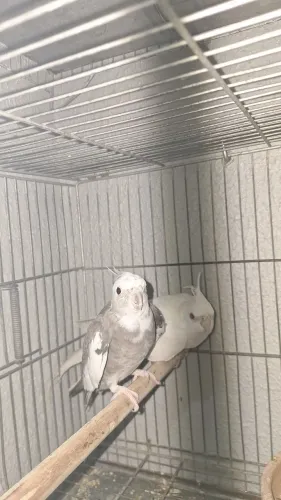 Gaiola reprodutor
