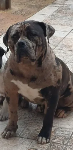Pitmonster disponível para cobertura 