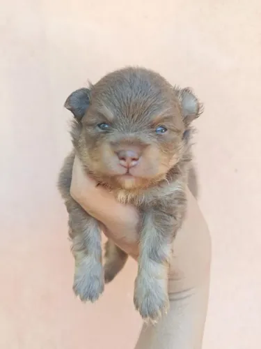 Spitz Alemão bola de pelo