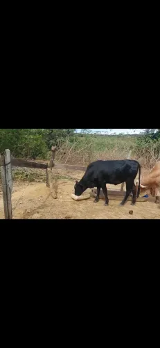 Novilha e Bezerro top