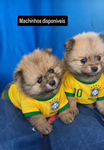 Cachorro