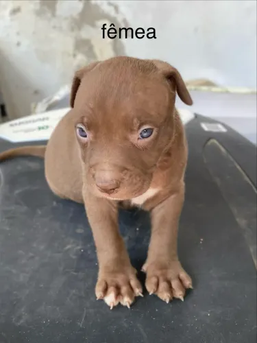 filhote de pitbull fêmea