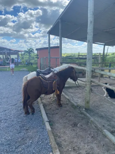 Pôneis com sela e arreios. Mansos para crianças.