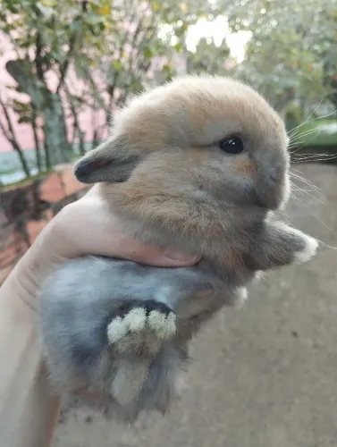 Filhotes de mini coelhos 