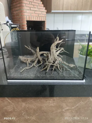 aquário plantado
