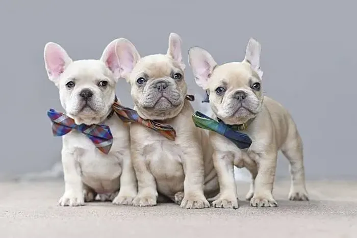 Lindos Filhotes Bulldog Francês ?