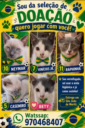 Doação de filhotes de Gato 