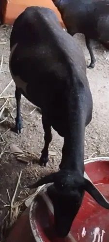 Ovelhas, raça santa Inês.