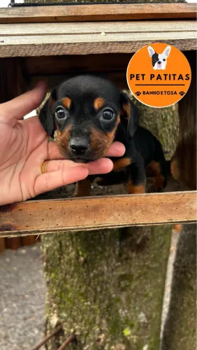 Dachshund MACHO 12x sem juros