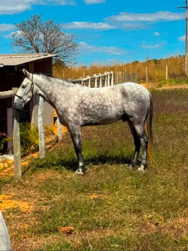 Cavalo mangalarga machador