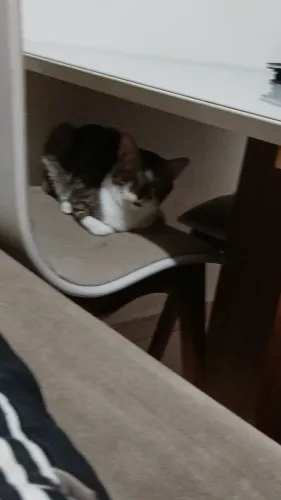 Doa-se 3 gatos machos