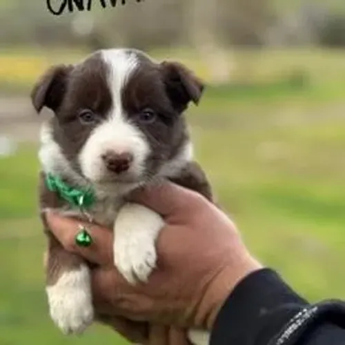 Border Collie,Border Collie Filhote Disponível Alta Qualidade