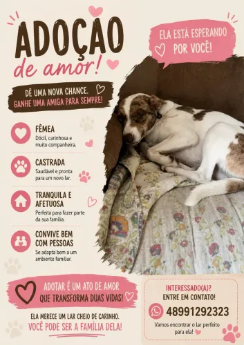 Border collie Fêmea para adoçäo
